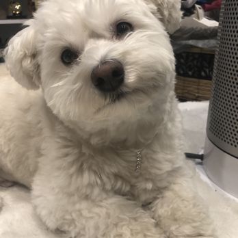 Wagsmore Grooming - Pet Groomers Near Me - Sherwood Park, Alberta Wagsmore Grooming - Pet Groomers Near Me - Sherwood Park, Alberta
