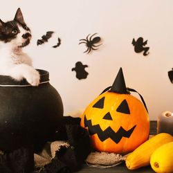 A Cats Wink Tarot - Facebook event A Cats Wink O-Hallow Eve Tarot
10/29 @ 7pm all is invited