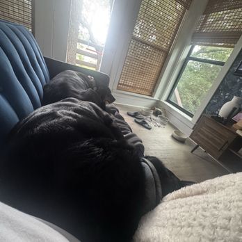 Milk & Honey Ranch - Inside the treehouse with our dogs - Bed & Breakfast Near Me - Burton, Texas Milk & Honey Ranch - Inside the treehouse with our dogs - Bed & Breakfast Near Me - Burton, Texas