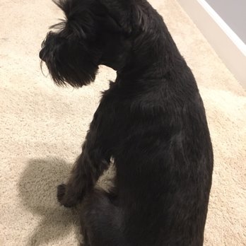 PetSuites Roswell - Pet Groomers Near Me - Roswell, Georgia PetSuites Roswell - Pet Groomers Near Me - Roswell, Georgia
