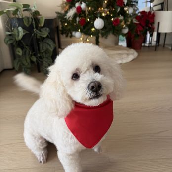 Luscious Paws - Pet Groomers Near Me - Laguna Niguel, California