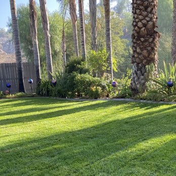 L & V Lawn Care - a palm tree in the background - Lawn Services Near Me L & V Lawn Care - a palm tree in the background - Lawn Services Near Me