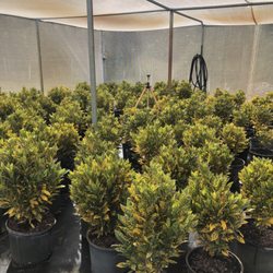 Southeastern Nursuries