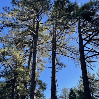 Paso Picacho Picnic and Campgrounds - Trees - Campgrounds Near Me - Descanso, California Paso Picacho Picnic and Campgrounds - Trees - Campgrounds Near Me - Descanso, California