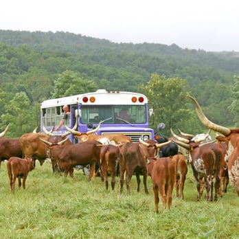 Dickinson Cattle - Dickinson Ranch website stock photo - This is the tour bus, with a man leaning out of the bus feeding the cattle. - Pet Stores Near Me - Barnesville, Ohio Dickinson Cattle - Dickinson Ranch website stock photo - This is the tour bus, with a man leaning out of the bus feeding the cattle. - Pet Stores Near Me - Barnesville, Ohio