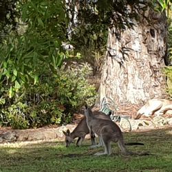 Southern Grampians Cottages