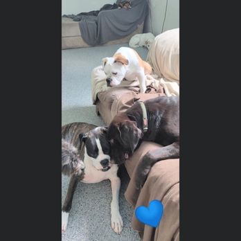 Doggie Playhouse - Loving - Pet Training Near Me - Palatine, Illinois Doggie Playhouse - Loving - Pet Training Near Me - Palatine, Illinois