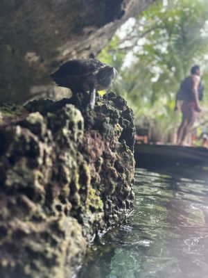 Gran Cenote by null