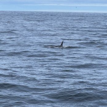 Major Marine Tours - Orcas - Boating Near Me - Seward, Alaska