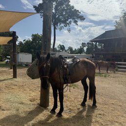 Horse
