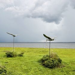 Gulls In Flight