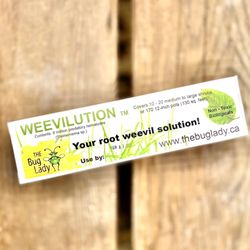 Amsterdam Garden Centre - Weevilution