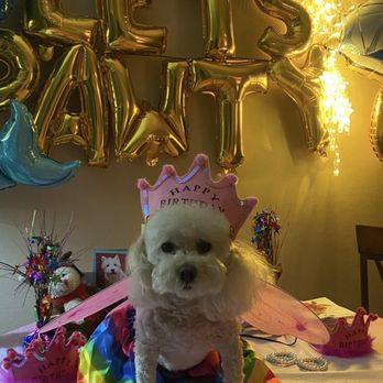 Shirley Veterinary Hospital - Veterinarians Near Me - Shirley, New York Shirley Veterinary Hospital - Veterinarians Near Me - Shirley, New York