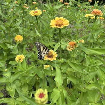 Lavender Bliss Flower Farm - Butterfly in the garden - Attraction Farms Near Me - Bridgman, Michigan Lavender Bliss Flower Farm - Butterfly in the garden - Attraction Farms Near Me - Bridgman, Michigan