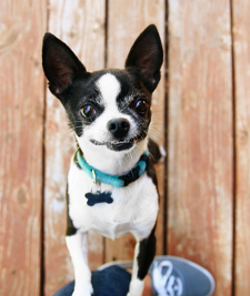 Dog Haus University - Park St. - pet boarding facility in Madison, WI