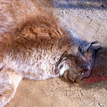 Animal Ark - Bobcat - Zoos Near Me - Reno, Nevada Animal Ark - Bobcat - Zoos Near Me - Reno, Nevada