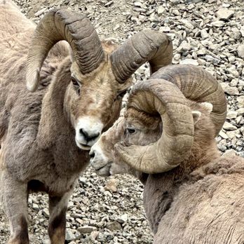 Jasper National Park - Big horn - Parks Near Me