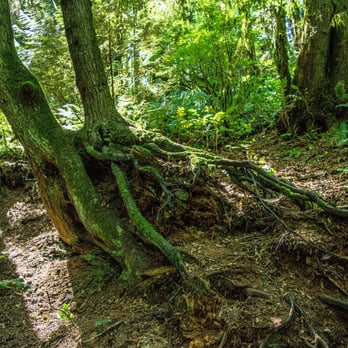 Forest Park - Parks Near Me - Portland, Oregon