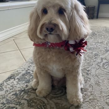 Pet Supplies Plus Stevenson Ranch - How my dog always looked after grooming ! - Pet Stores Near Me - Stevenson Ranch, California Pet Supplies Plus Stevenson Ranch - How my dog always looked after grooming ! - Pet Stores Near Me - Stevenson Ranch, California