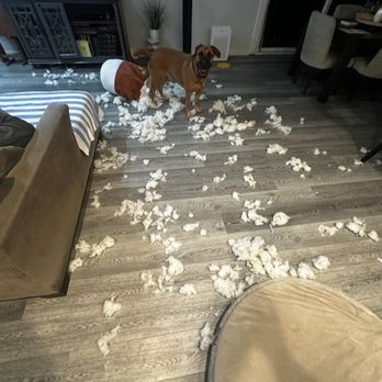 Petco - The aftermath - Pet Stores Near Me - Canoga Park, California