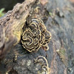 Great Swamp Outdoor Education Center - Fungus I suppose