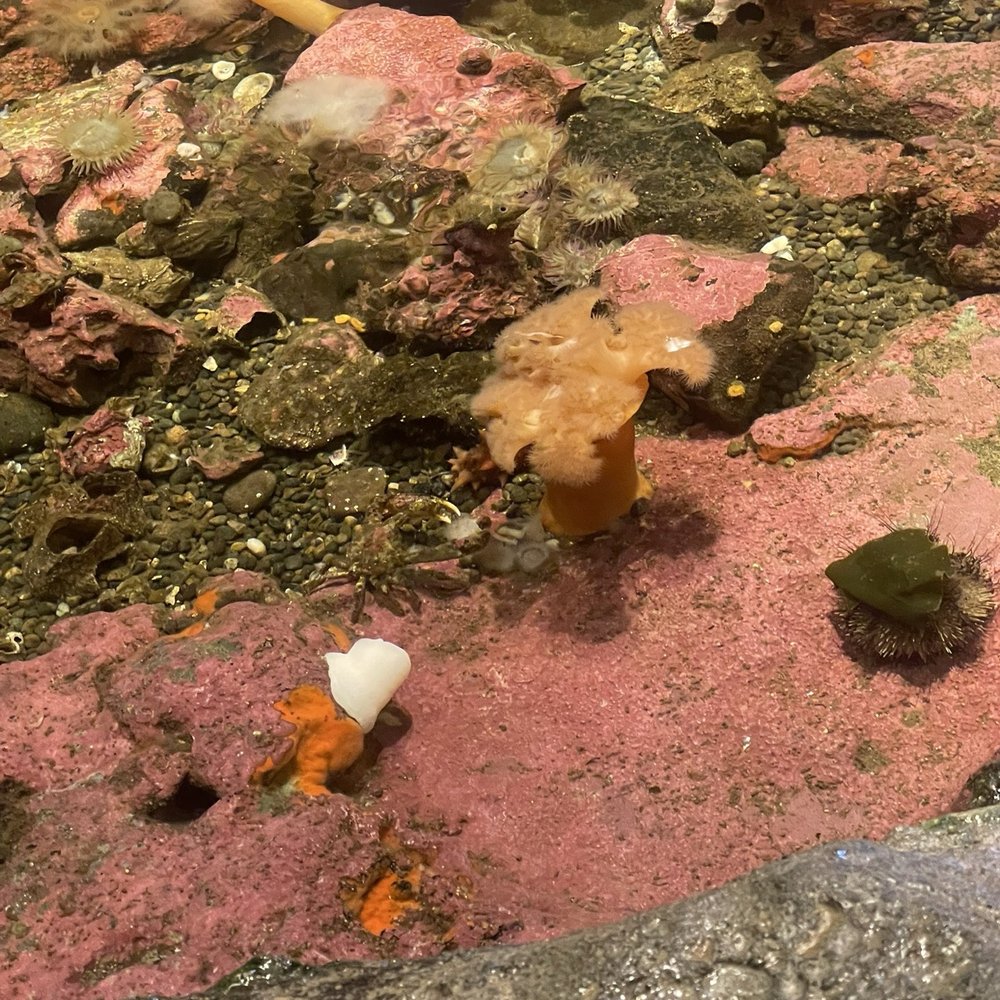 Seattle Aquarium - Coral - Aquariums Near Me - Seattle, Washington Seattle Aquarium - Coral - Aquariums Near Me - Seattle, Washington