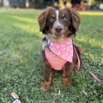 Uptown Pup - Pet Stores Near Me - Dallas, Texas Uptown Pup - Pet Stores Near Me - Dallas, Texas