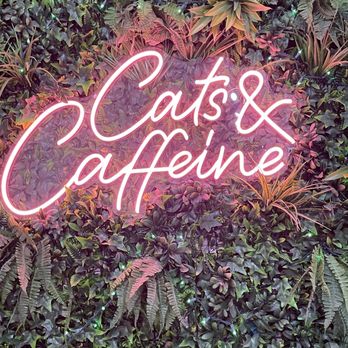 Cats and Caffeine - Sign - Coffee & Tea Near Me - Tampa Bay, Florida Cats and Caffeine - Sign - Coffee & Tea Near Me - Tampa Bay, Florida