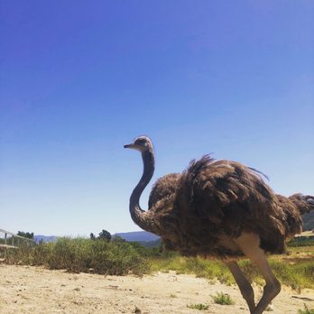 Ostrichland USA - Ostrich - Attraction Farms Near Me - Solvang, California
