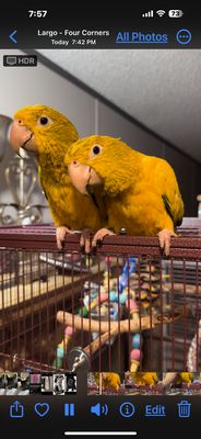 BIRDMAN'S PARROTS by null