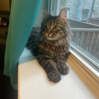 Felines & Canines - Beef Jerky watching me work! - Animal Shelters Near Me - Chicago, Illinois