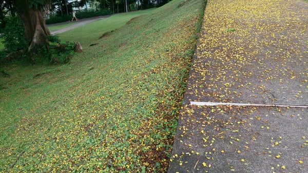 Mount Emily Park by null