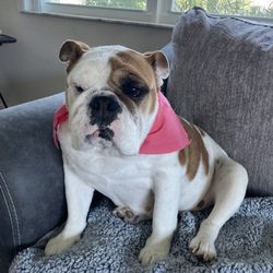 Barkers and Bows Mobile Grooming