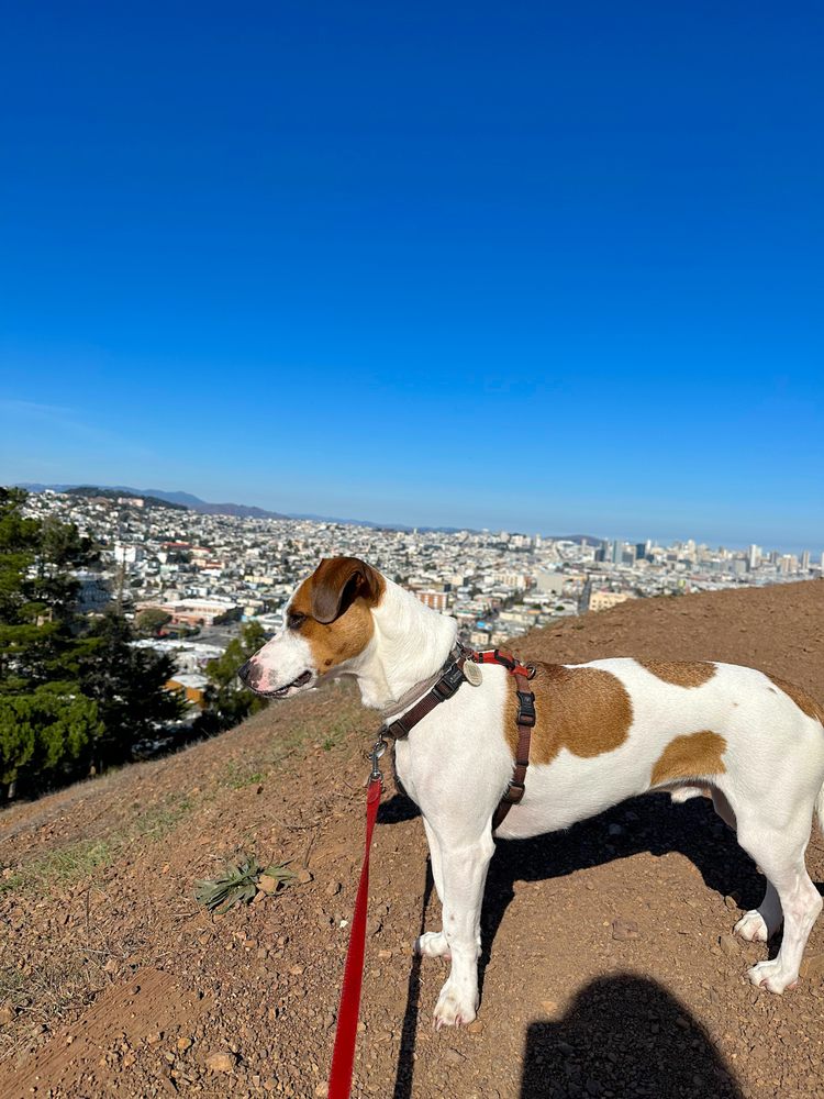Pacha Dog Care - pet boarding facility in San Francisco, CA