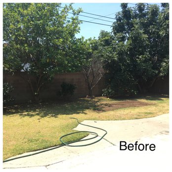 Octavio's Tree Service - Tree Services Near Me Octavio's Tree Service - Tree Services Near Me