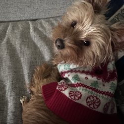 Pups 'N' Stuff