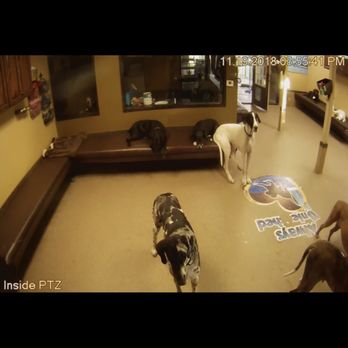Always Unleashed Pet Resort - Pet Training Near Me - Scottsdale, Arizona