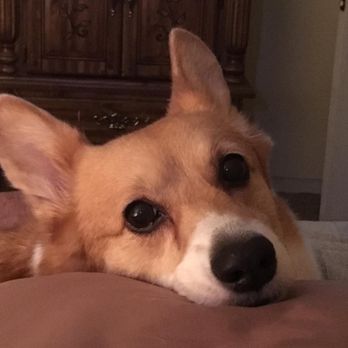 Pieper Veterinary - My corgi: Cuba - Veterinarians Near Me - Middletown, Connecticut Pieper Veterinary - My corgi: Cuba - Veterinarians Near Me - Middletown, Connecticut