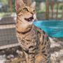 Photo of Space Coast Savannah Cats