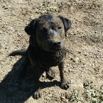 Prado Recreation - Dog Parks Near Me - Chino, California Prado Recreation - Dog Parks Near Me - Chino, California