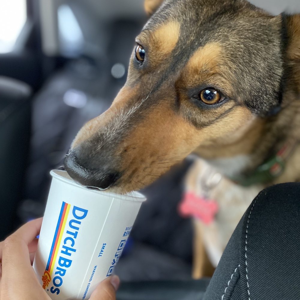 Dutch Bros Coffee - Pup Cup - Juice Bars & Smoothies Near Me - Universal City, Texas Dutch Bros Coffee - Pup Cup - Juice Bars & Smoothies Near Me - Universal City, Texas