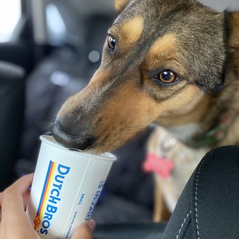 Dutch Bros Coffee - Pup Cup - Juice Bars & Smoothies Near Me - Universal City, Texas Dutch Bros Coffee - Pup Cup - Juice Bars & Smoothies Near Me - Universal City, Texas