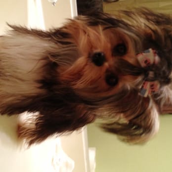Tiny Fur Baby - Pet Training Near Me Tiny Fur Baby - Pet Training Near Me
