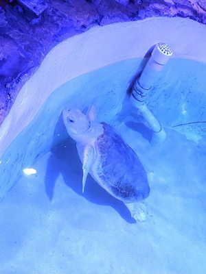 Key West Aquarium by null