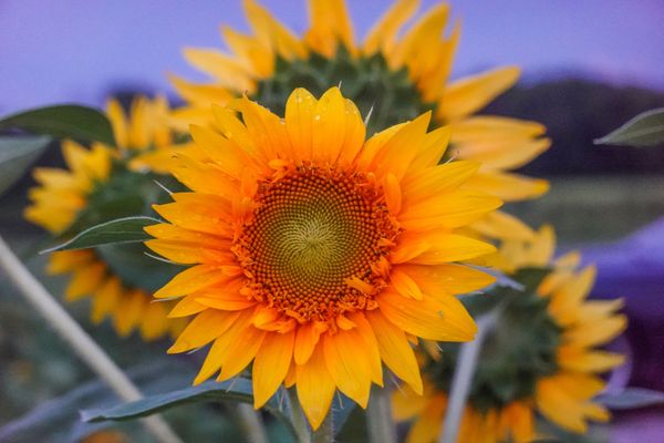 Prairie Fruits Farm and Creamery by null