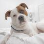 Miller Road Animal Clinic