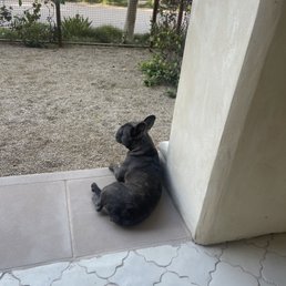 Patio rooms is perfect for the pups Patio rooms is perfect for the pups
