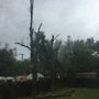 Photo of Cliff's Tree Care