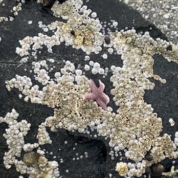 Bar Island Trails - Starfish - Hiking Near Me Bar Island Trails - Starfish - Hiking Near Me