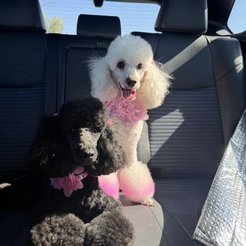 Leashes Pet Salon - Pet Groomers Near Me - North Las Vegas, Nevada Leashes Pet Salon - Pet Groomers Near Me - North Las Vegas, Nevada